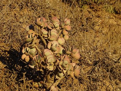 Crassula arborescens, photographed by Shaun Swanepoel