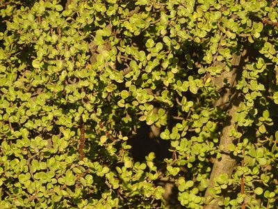 Portulacaria afra, photographed by Shaun Swanepoel