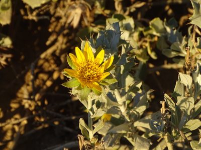 Berkheya cuneata, photographed by Shaun Swanepoel