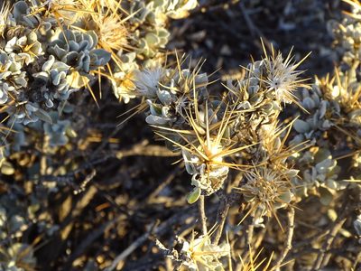 Macledium spinosum, photographed by Shaun Swanepoel