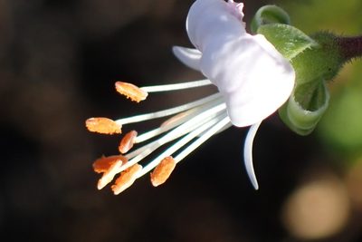 Pelargonium ribifolium, photographed by Di Turner