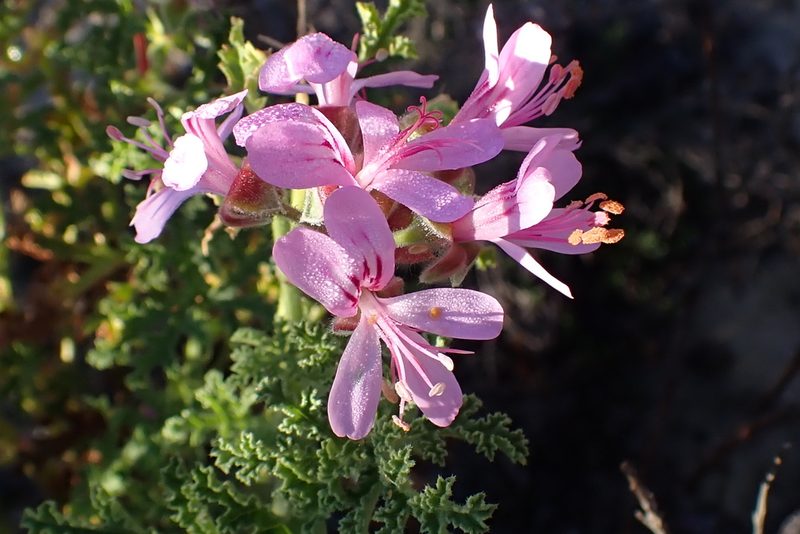 Pelargonium glutinosum, photographed by Di Turner