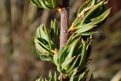 Cliffortia arcuata, photographed by Di Turner