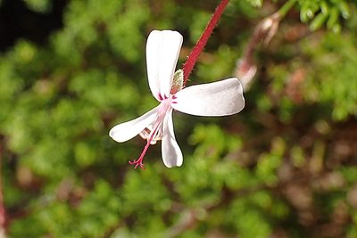 Pelargonium fruticosum, photographed by Di Turner