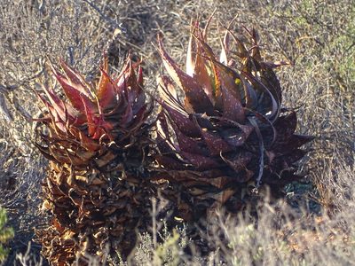 Aloe microstigma, photographed by Shaun Swanepoel