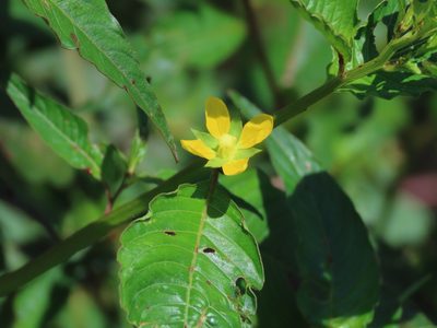 Ludwigia erecta, photographed by chiuluan