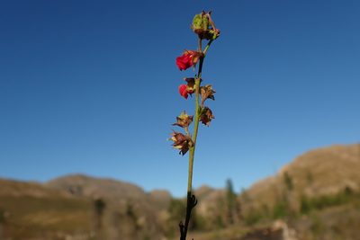 Hermannia flammula, photographed by Di Turner