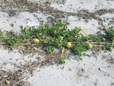 Cucumis myriocarpus, photographed by A.J. Anderson