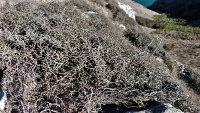 Sophora prostrata, photographed by Colin Meurk