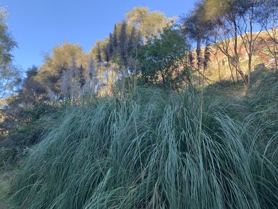 Cortaderia jubata, photographed by Mark Roper