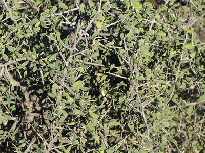 Gymnosporia integrifolia, photographed by Shaun Swanepoel