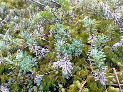 Celmisia walkeri, photographed by John Barkla