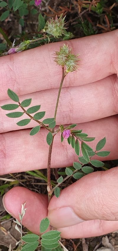 Onobrychis caput-galli, photographed by Mehdi Chetibi