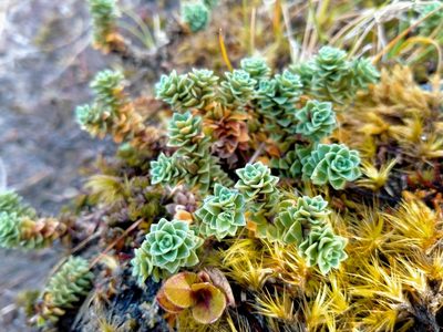 Forstera sedifolia, photographed by John Barkla