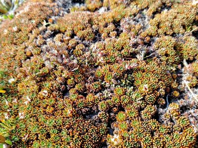 Donatia novae-zelandiae, photographed by John Barkla