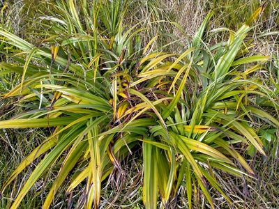 Astelia petriei, photographed by John Barkla