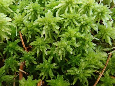Sphagnum girgensohnii, photographed by Christian Berg