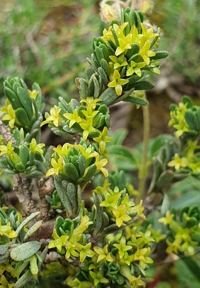 Thymelaea argentata, photographed by Mehdi Chetibi