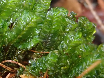 Plagiochila asplenioides, photographed by Christian Berg