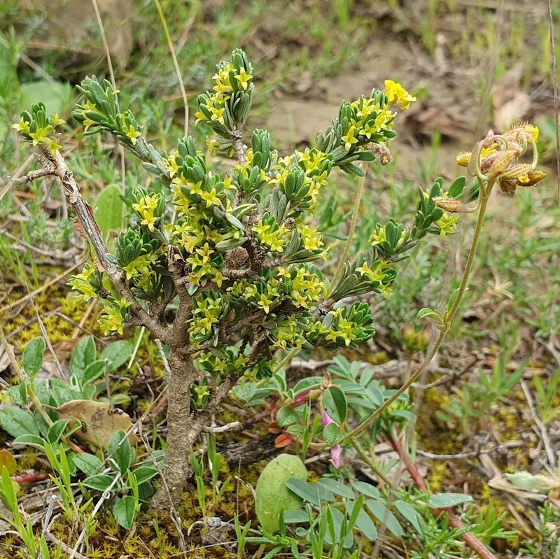 Thymelaea argentata, photographed by Mehdi Chetibi