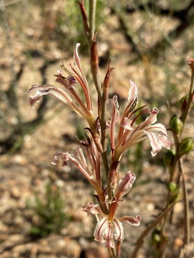 Tritoniopsis elongata, photographed by Cecile Roux