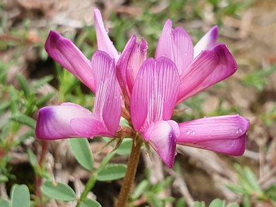 Sulla glomerata, photographed by Mehdi Chetibi