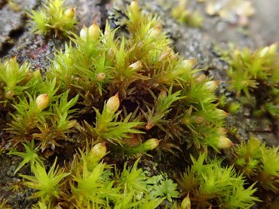 Orthotrichum stramineum, photographed by Christian Berg