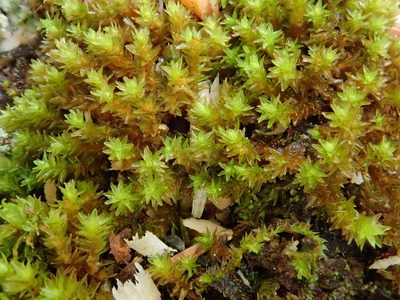 Nyholmiella obtusifolia, photographed by Christian Berg