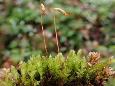 Mnium marginatum, photographed by Christian Berg