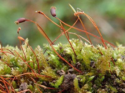 Rhynchostegium murale, photographed by Christian Berg