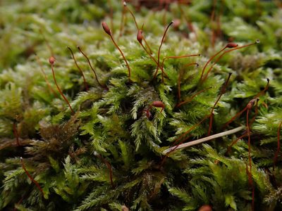 Plasteurhynchium striatulum, photographed by Christian Berg