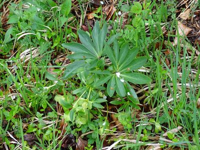 Helleborus dumetorum, photographed by Christian Berg