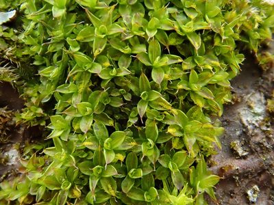 Syntrichia papillosa, photographed by Christian Berg