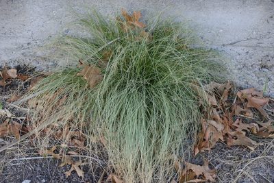 Carex comans, photographed by Jon Sullivan