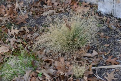 Carex comans, photographed by Jon Sullivan