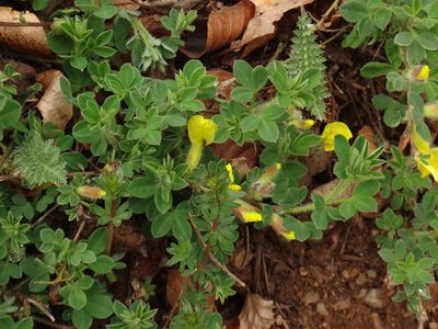 Chamaecytisus hirsutus, photographed by Christian Berg