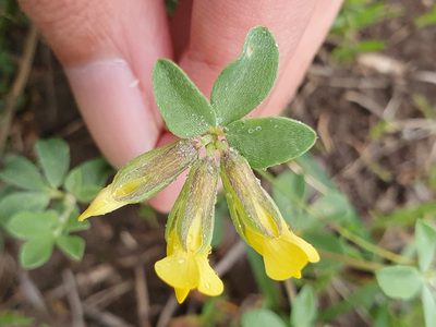 Lotus longisiliquosus, photographed by Mehdi Chetibi