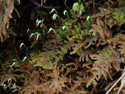 Palustriella commutata, photographed by Christian Berg