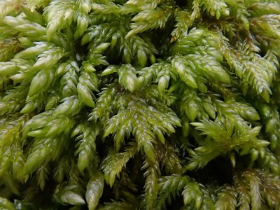 Isothecium alopecuroides, photographed by Christian Berg