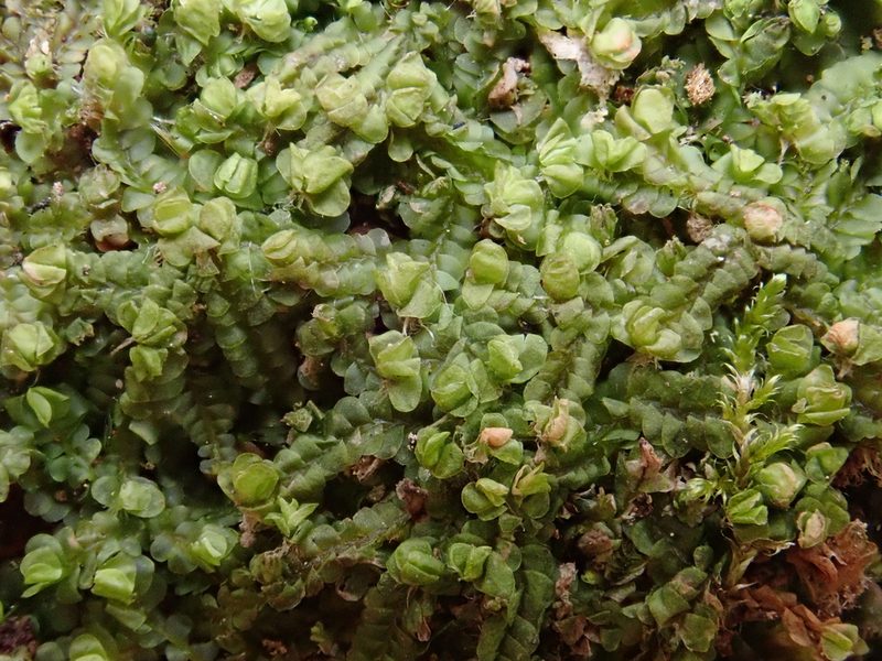 Syzygiella autumnalis, photographed by Christian Berg