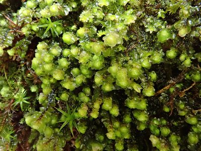Scapania nemorea, photographed by Christian Berg
