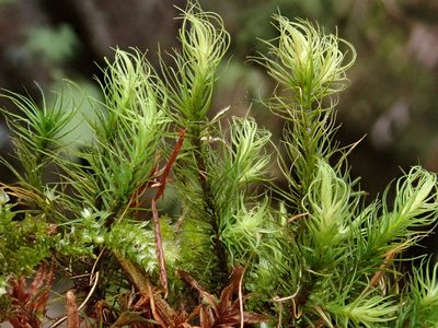 Bartramia halleriana, photographed by Christian Berg