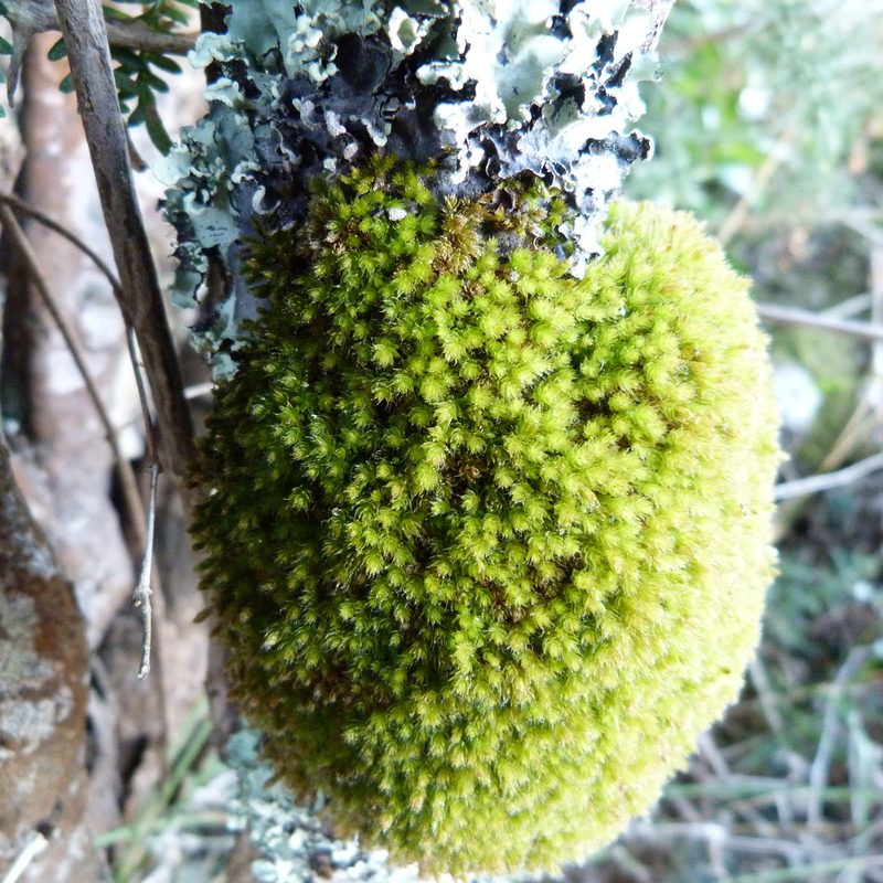 Leptostomum inclinans, photographed by Colin Meurk