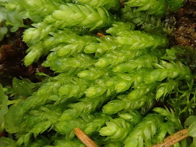 Plagiothecium cavifolium, photographed by Christian Berg