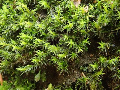 Grimmia hartmanii, photographed by Christian Berg