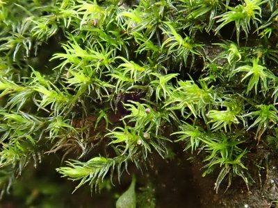 Grimmia hartmanii, photographed by Christian Berg
