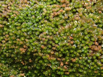 Barbilophozia sudetica, photographed by Christian Berg
