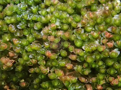 Barbilophozia sudetica, photographed by Christian Berg
