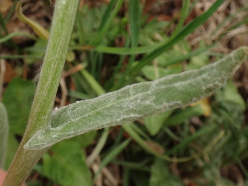 Tephroseris longifolia, photographed by Christian Berg
