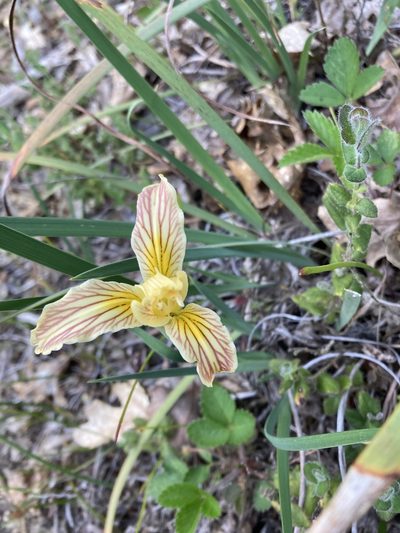 Iris innominata, photographed by Erin Conte
